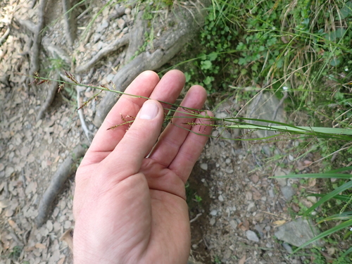 Carex filicina, photograph 4