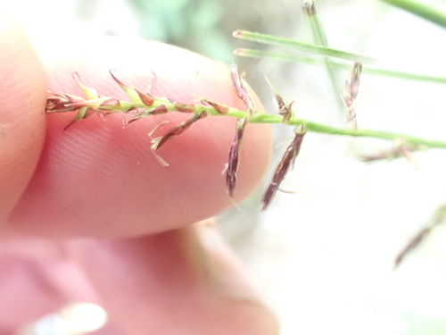 Carex filicina, photograph 5