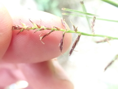 (c) crothfels, some rights reserved (CC BY) Carex filicina, photograph (c) crothfels, some rights reserved (CC BY)