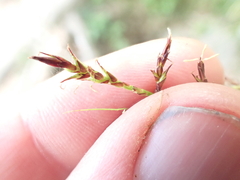 Carex filicina, photograph (c) crothfels, some rights reserved (CC BY)