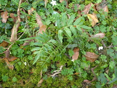 Plagiogyria glauca