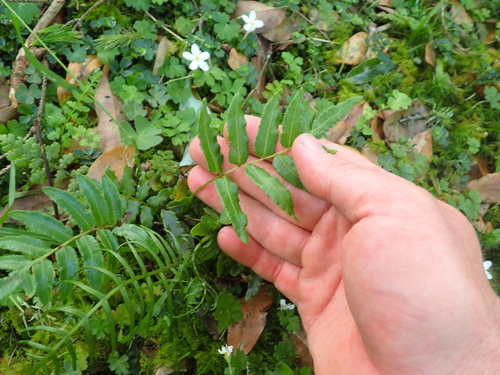 Plagiogyria glauca, photograph 1