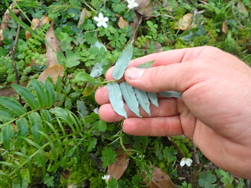 Plagiogyria glauca, photograph 2