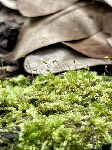 Ectropothecium observed 2026-06-25