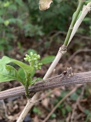 Eumachia microdon