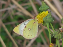 Colias poliographus