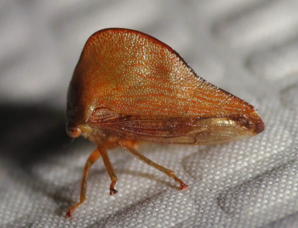 Archasia pallida