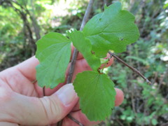 Viburnum ellipticum