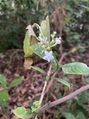 Eumachia microdon