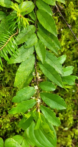 Ilex rugosa