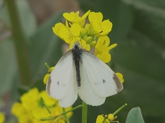 Pieris rapae