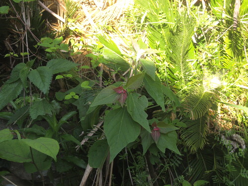 Mallotus