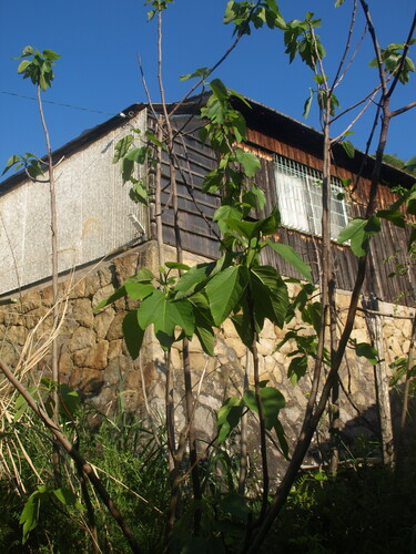 common fig