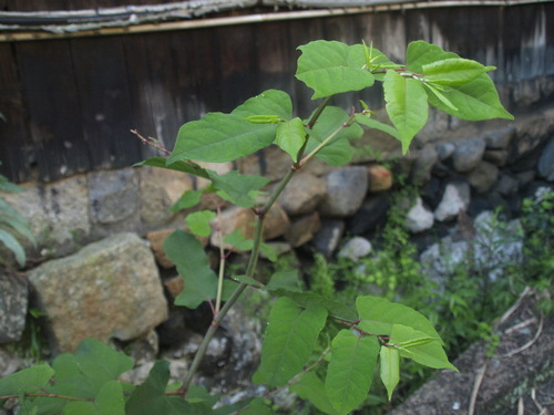 Japanese knotweed