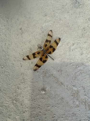 Halloween Pennant