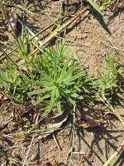 Suaeda maritima asiatica