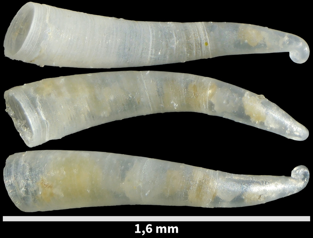 Parastrophia asturiana