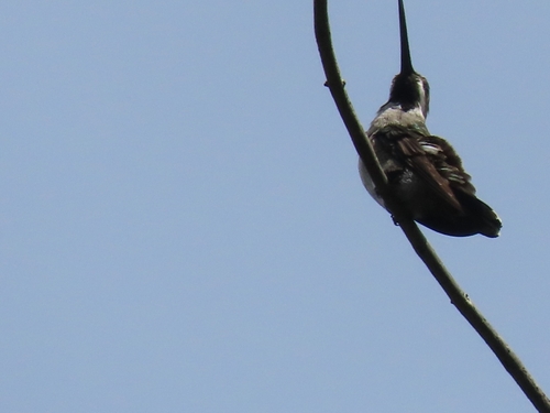 Long-billed Starthroat (Heliomaster longirostris), photo 6