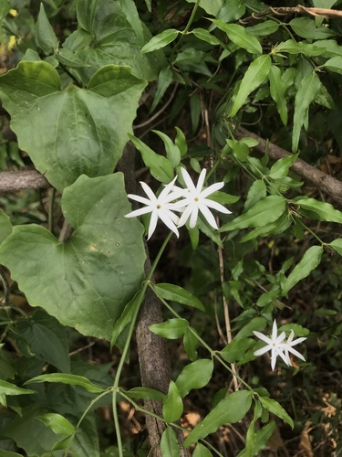 Jasminum nervosum (Jasminum nervosum)