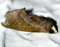 Gonodonta immacula