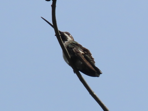 Long-billed Starthroat (Heliomaster longirostris), photo 5