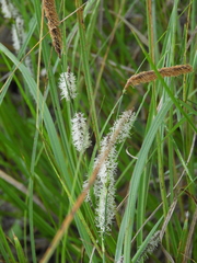 Carex barbarae