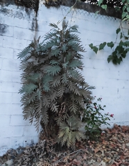 Bocconia arborea