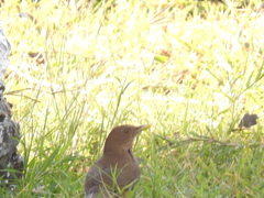 Turdus grayi