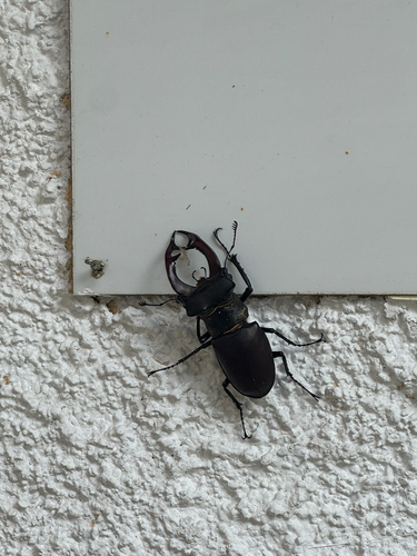 European Stag Beetle