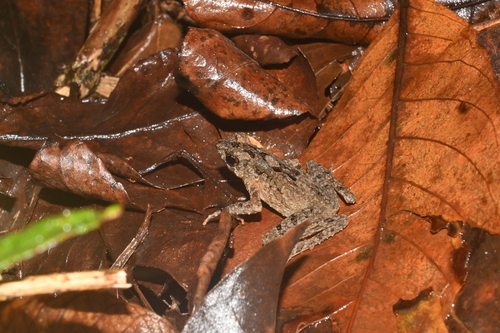 Leptophryne borbonica observed 2026-06-20