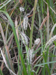 Carex barbarae