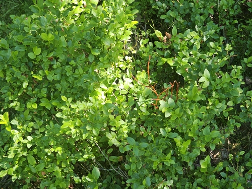 common bilberry