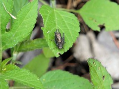 Tettigidea