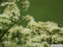 Leptotes cassius cassius