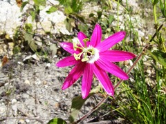 Passiflora sublanceolata