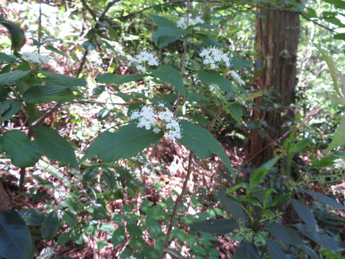 Image of Viburnum erosum by (c) Junichi　Mandai, some rights reserved (CC BY)