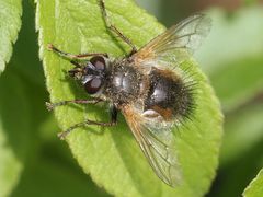 Tachina lurida