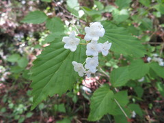 Viburnum phlebotrichum