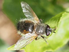 Tachina lurida
