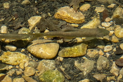 Mesopotamian barb (Capoeta damascina) — Cyprinidae — 5