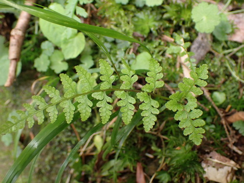 Athyrium tozanense iNat (2)