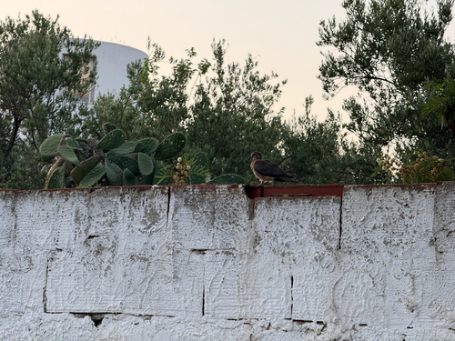 Laughing Dove