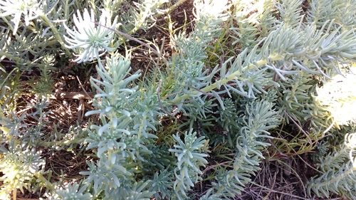 Image of Suaeda californica by (c) Noreen Weeden, some rights reserved (CC BY)