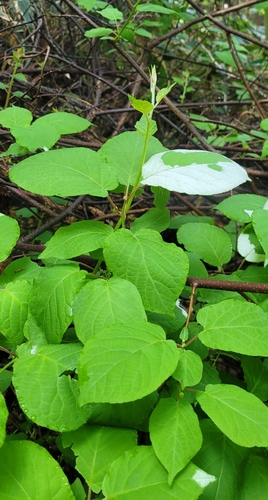 Actinidia kolomikta, photograph 5