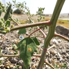 Chenopodium album