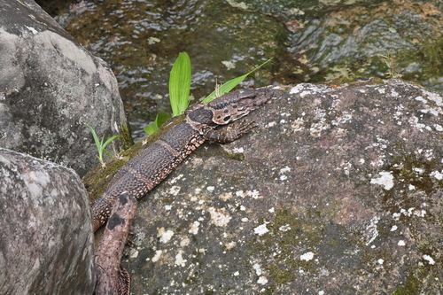 Varanus dumerilii observed 2026-06-19