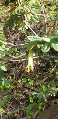 Correa glabra