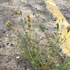 Brickellia eupatorioides