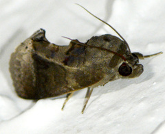 Gonodonta immacula