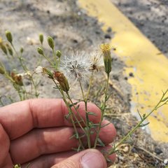 Brickellia eupatorioides